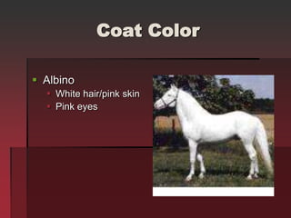 Horse Markings Identification Ppsx