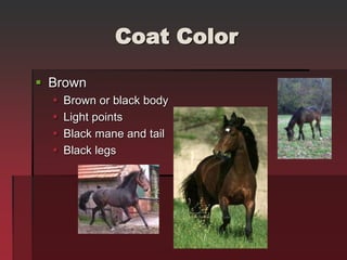 Horse Markings Identification Ppsx