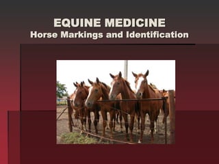 EQUINE MEDICINE
Horse Markings and Identification
 