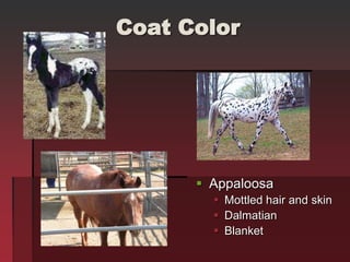 Coat Color
 Appaloosa
 Mottled hair and skin
 Dalmatian
 Blanket
 