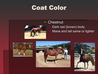 Coat Color
 Chestnut
 Dark red (brown) body
 Mane and tail same or lighter
 