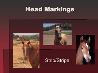 Head Markings
Strip/Stripe
 
