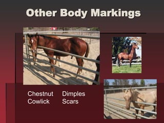 Other Body Markings
Chestnut Dimples
Cowlick Scars
 