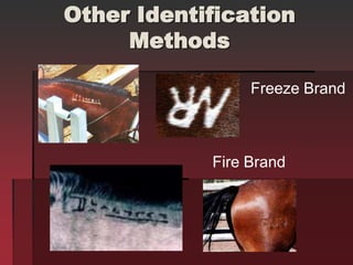 Other Identification
Methods
Freeze Brand
Fire Brand
 