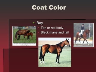 Coat Color
 Bay
 Tan or red body
 Black mane and tail
 