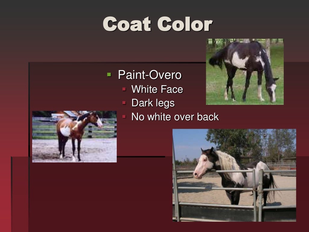 Horse Markings & Identification