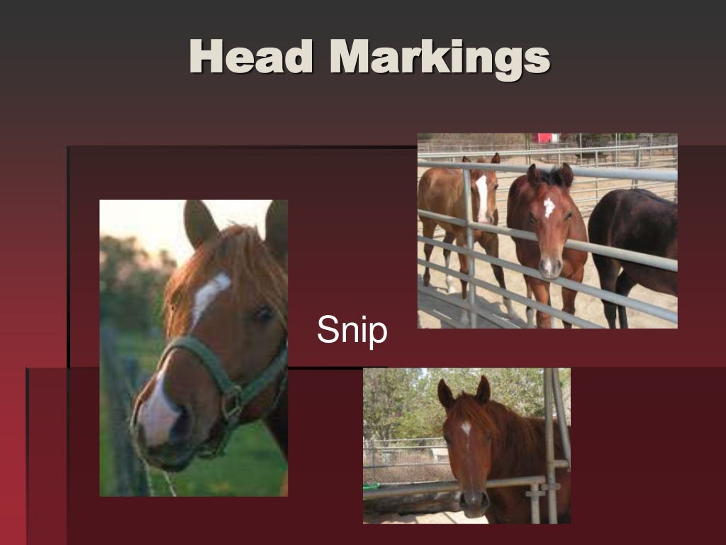 Horse Markings & Identification