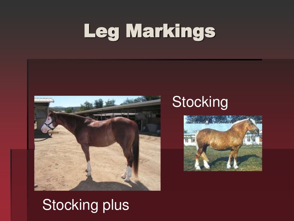 Horse Markings & Identification