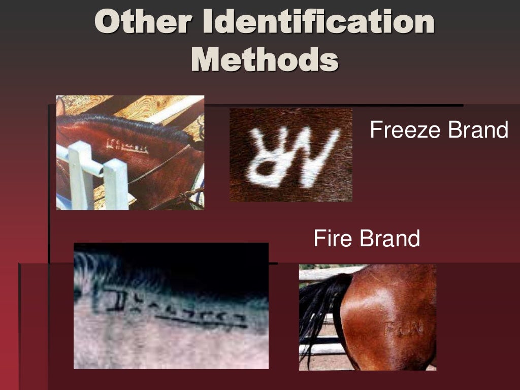 Horse Markings & Identification