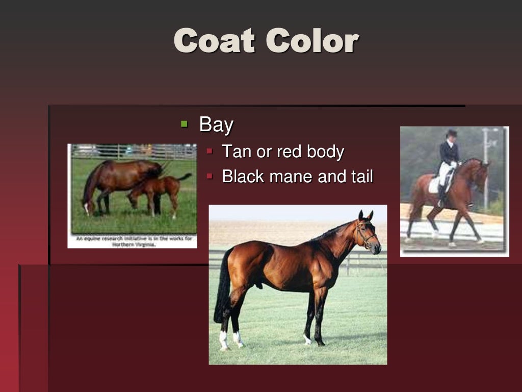 Horse Markings & Identification