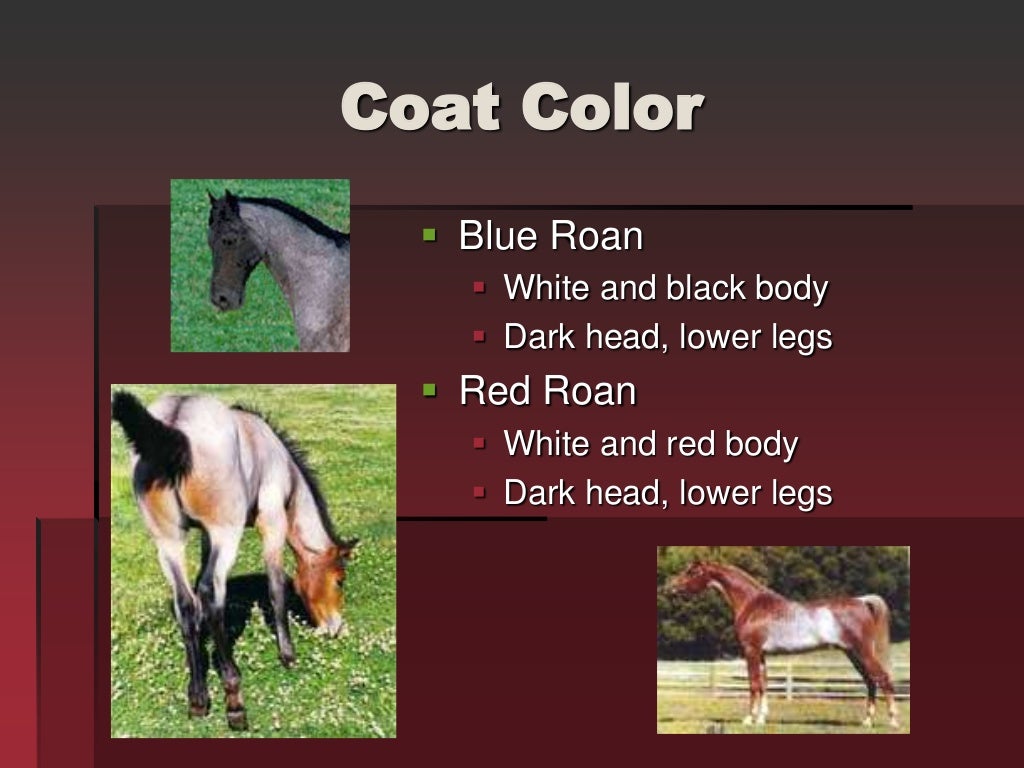 Horse Markings & Identification