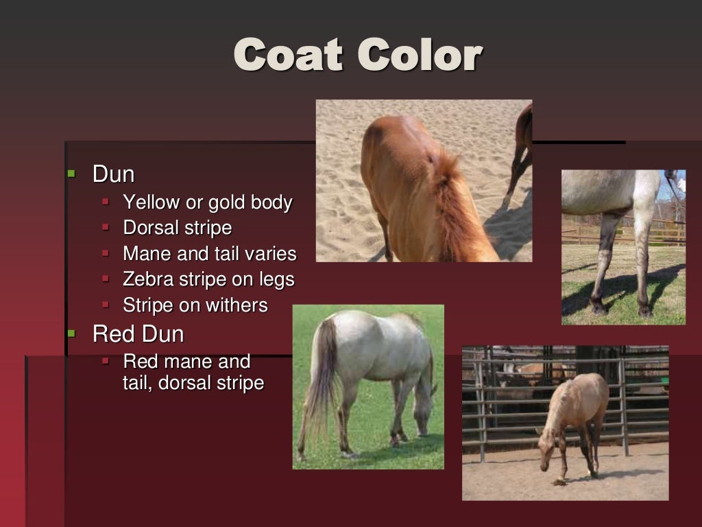 Horse Markings & Identification
