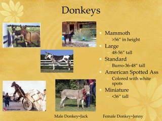 Breeds Types and Classes of Horses PPT 