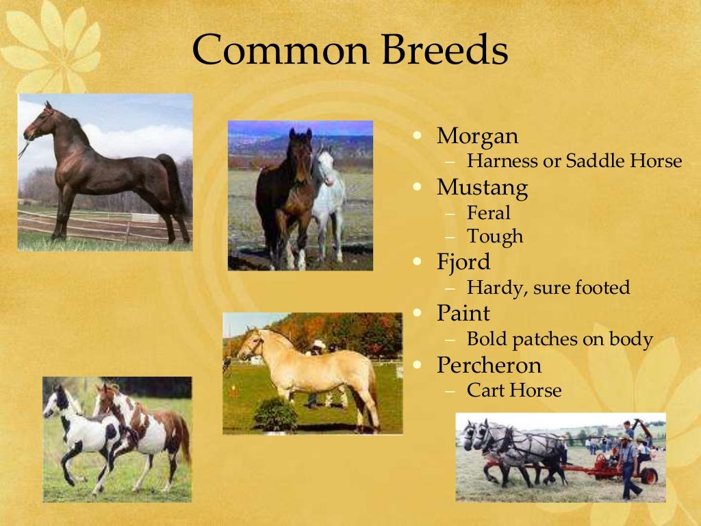 Breeds, Types, and Classes of Horses