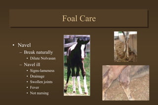 Premature Foals
Before 320 days
of gestation
 
