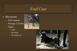 Foal Care
• Navel
– Break naturally
• Dilute Nolvasan
– Navel ill
• Signs-lameness
• Drainage
• Swollen joints
• Fever
• Not nursing
 