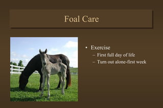 Foal Care
• Meconium
– First manure
– Passage 3-24 hrs
– Signs-
• Colic
• Straining
• Elevating tail
 