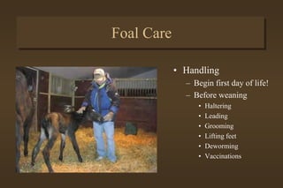 Foal Care
• Exercise
– First full day of life
– Turn out alone-first week
 