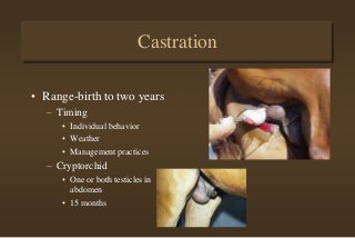 Castration
• Range-birth to two years
– Timing
• Individual behavior
• Weather
• Management practices
– Cryptorchid
• One or both testicles in
abdomen
• 15 months
 