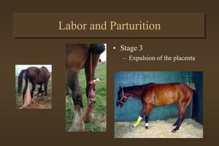 Labor and Parturition
• Stage 2
– Labor contractions
– Length-30min-1 hr
– Normal position-
• On stomach
• Front feet first
• Muzzle on knees
 