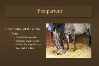 Labor and Parturition
• Stage 3
– Expulsion of the placenta
 