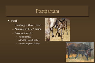 Postpartum
• Involution of the uterus
– Mare
• Consider bran mashes
• Increased energy needs
• Uterine discharge-14 days
• Foal heat-7-9 days
 
