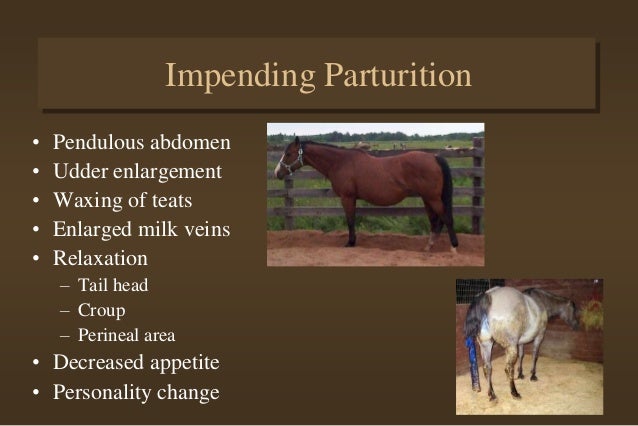 foaling foal care walgreens hr number