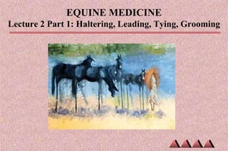 EQUINE MEDICINE
Haltering, Leading, Tying, Grooming
 