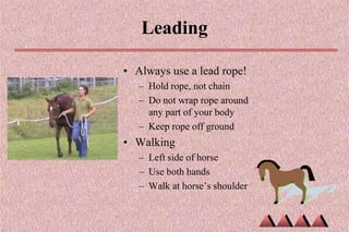 Leading
• Always use a lead rope!
– Hold rope, not chain
– Do not wrap rope around
any part of your body
– Keep rope off ground
• Walking
– Left side of horse
– Use both hands
– Walk at horse’s shoulder
 