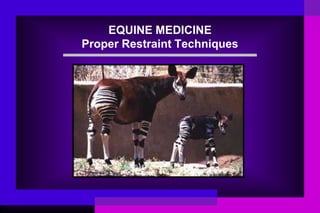 EQUINE MEDICINE
Proper Restraint Techniques

 