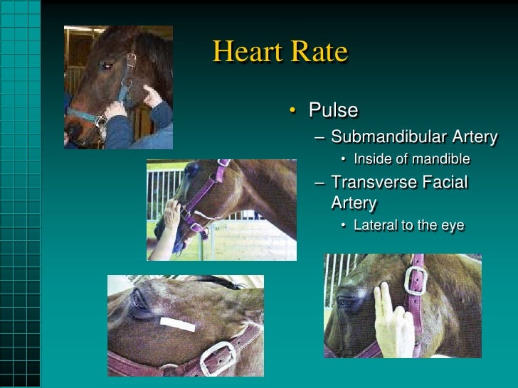 Normal Resting ValuesEvaluation Techniques