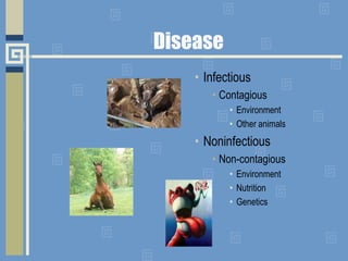 Vaccinations and Diseases | PPSX