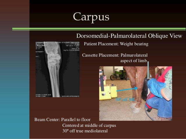 Front & Hind Limb Radiology