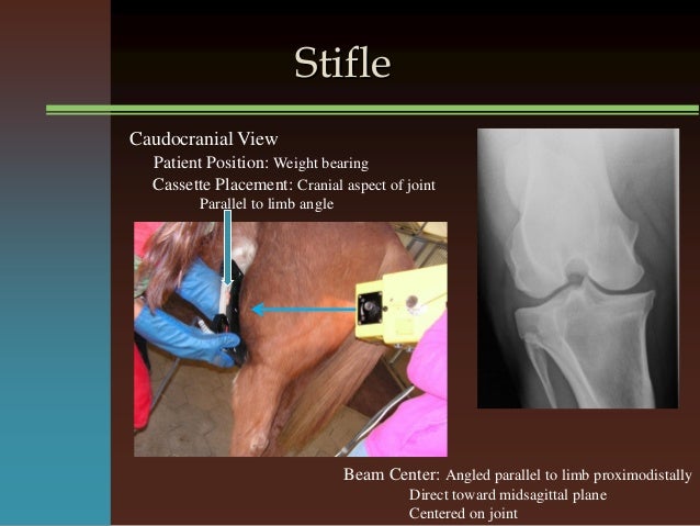 Front & Hind Limb Radiology