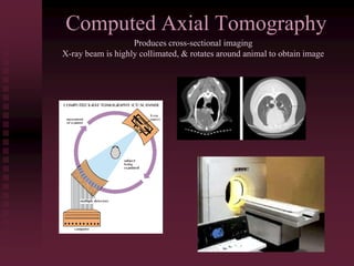 Computed Axial Tomography
Produces cross-sectional imaging
X-ray beam is highly collimated, & rotates around animal to obtain image
 