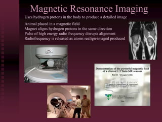 Magnetic Resonance Imaging
Uses hydrogen protons in the body to produce a detailed image
Animal placed in a magnetic field
Magnet aligns hydrogen protons in the same direction
Pulse of high energy radio frequency disrupts alignment
Radiofrequency is released as atoms realign-imaged produced
 