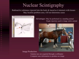 Nuclear Scintigraphy
Radioactive substance injected into the body & traced as it interacts with tissues
May localize problem area, will not determine cause
Advantages: May be performed in a standing animal
Single injection used to image entire animal
Image Production:
Gamma rays are acquired through a collimator
Computer uses information to produce an image
 