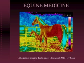 EQUINE MEDICINE
Alternative Imaging Techniques: Ultrasound, MRI, CT Scan
 
