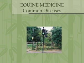 EQUINE MEDICINE
Common Diseases
 