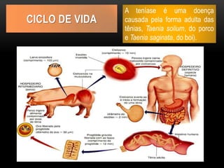 CICLO DE VIDA
A teníase é uma doença
causada pela forma adulta das
tênias, Taenia solium, do porco
e Taenia saginata, do boi).
 