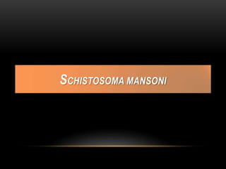 SCHISTOSOMA MANSONI
 