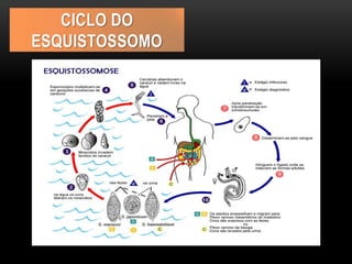 CICLO DO
ESQUISTOSSOMO
 