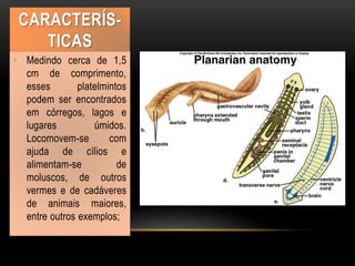 CARACTERÍS-
TICAS
• Medindo cerca de 1,5
cm de comprimento,
esses platelmintos
podem ser encontrados
em córregos, lagos e
lugares úmidos.
Locomovem-se com
ajuda de cílios e
alimentam-se de
moluscos, de outros
vermes e de cadáveres
de animais maiores,
entre outros exemplos;
 