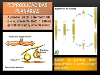 • A planária adulta é hermafrodita,
isto é, apresenta tanto o sistema
genital feminino quanto masculino.
REPRODUÇÃO DAS
PLANÁRIAS
Mesmo as planárias sendo
hermafroditas a autofecundação
não ocorre;
Regeneração das planárias
 