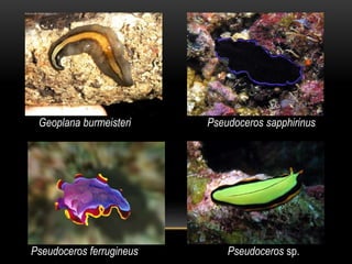 Pseudoceros ferrugineus Pseudoceros sp.
Geoplana burmeisteri Pseudoceros sapphirinus
 
