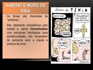• As tênias são chamadas de
“solitárias”;
• São altamente competitivas pelo
habitat e, sendo hermafroditas
com estruturas fisiológicas para
autofecundação, não necessitam
de parceiros para a cópula e
postura de ovos.
HABITAT E MODO DE
VIDA
 