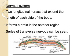 Nervous system
Two longitudinal nerves that extend the
length of each side of the body.
It forms a brain in the anterior region.
Series of transverse nervous can be seen.
 