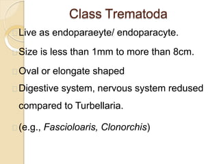 Class Trematoda
Live as endoparaeyte/ endoparacyte.
Size is less than 1mm to more than 8cm.
Oval or elongate shaped
Digestive system, nervous system redused
compared to Turbellaria.
(e.g., Fascioloaris, Clonorchis)
 