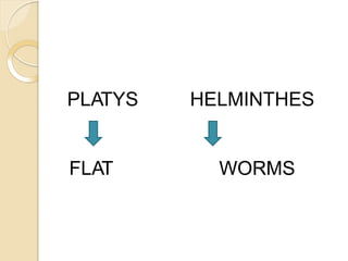 PLATYS HELMINTHES
FLAT WORMS
 