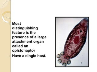Most
distinguishing
feature is the
presence of a large
attachment organ
called an
opistohaptor
Have a single host.
 